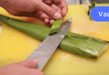 სახლის ნამდვილი ექიმი – ეგვიპტელებმა ამ მცენარეს “უკვდავების მცენარე” უწოდეს!