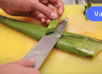 სახლის ნამდვილი ექიმი – ეგვიპტელებმა ამ მცენარეს “უკვდავების მცენარე” უწოდეს!