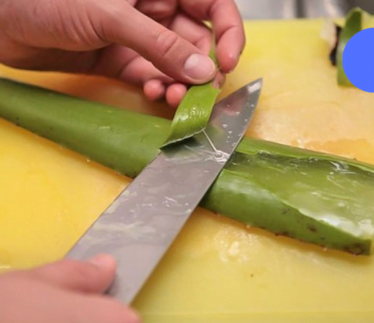 სახლის ნამდვილი ექიმი – ეგვიპტელებმა ამ მცენარეს “უკვდავების მცენარე” უწოდეს!