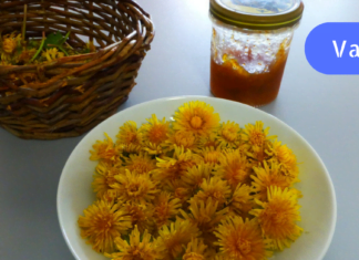 ვიტამინების საცავი: ექიმებმა ყველაზე ძლიერ მცენარედ დაასახელეს ბაბუაწვერა! ნეტავ აქამდე მცოდნოდა!