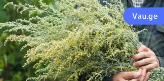 ყველაზე ეფექტური, ხელმისაწვდომი და ბუნებრივი საშუალება ჩირქოვანი ინფექციების, ღვიძლის, ნაღველისა და კანის დაავადებების სამკურნალოდ!!