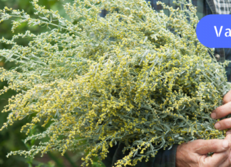 ყველაზე ეფექტური, ხელმისაწვდომი და ბუნებრივი საშუალება ჩირქოვანი ინფექციების, ღვიძლის, ნაღველისა და კანის დაავადებების სამკურნალოდ!!