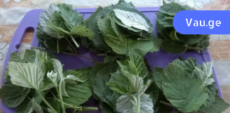 ყოველთვის მეგონა, რომ ჩვეულებრივი ფოთლები იყო! მაგრამ თურმე მას ბევრი დაავადების განკურნება შეუძლია!