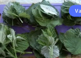 ყოველთვის მეგონა, რომ ჩვეულებრივი ფოთლები იყო! მაგრამ თურმე მას ბევრი დაავადების განკურნება შეუძლია!