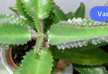 ჯადოსნური საშუალება ვარიკოზული ვენებისთვის – შველის ყველაზე რთულ ეტაპზეც კი!