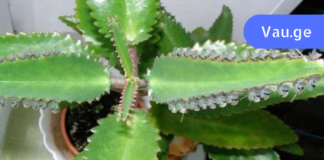 ჯადოსნური საშუალება ვარიკოზული ვენებისთვის – შველის ყველაზე რთულ ეტაპზეც კი!