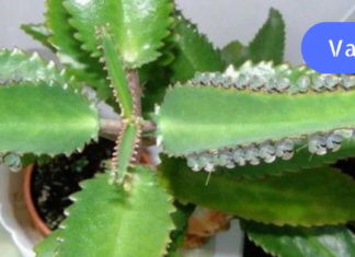 ჯადოსნური საშუალება ვარიკოზული ვენებისთვის – შველის ყველაზე რთულ ეტაპზეც კი!