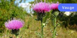 მე ვიპოვე რეცეპტი, რომელიც ფარმაცევტებს არ სურთ, რომ ვიცოდეთ! თირკმელში კენჭები შეგიძლიათ მოიშოროთ 10 დღეში!!!