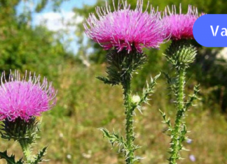 მე ვიპოვე რეცეპტი, რომელიც ფარმაცევტებს არ სურთ, რომ ვიცოდეთ! თირკმელში კენჭები შეგიძლიათ მოიშოროთ 10 დღეში!!!