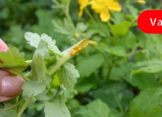 ყველაზე ძლიერი ბალახი, რომელიც ანადგურებს პოლიპებს, ჰაიმორიტს და ტონზილიტს! უკვე 10 დღეში გაქრება ეს დაავადებები!!!