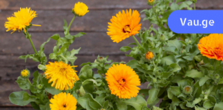 კალენდულას ყვავილებით მკურნალობა ხალხურ მედიცინას შეგაყვარებთ! ძველი ქართული რეცეპტი!!