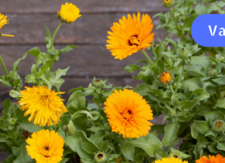 კალენდულას ყვავილებით მკურნალობა ხალხურ მედიცინას შეგაყვარებთ! ძველი ქართული რეცეპტი!!