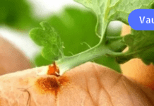 ქრისტესისხლა უფრო ეფექტურად მკურნალობს ვიდრე ძვირადღირებული ფარმაცევტული პროდუქტები!!