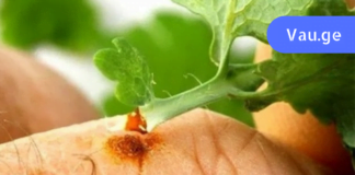 ქრისტესისხლა უფრო ეფექტურად მკურნალობს ვიდრე ძვირადღირებული ფარმაცევტული პროდუქტები!!