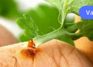 ქრისტესისხლა უფრო ეფექტურად მკურნალობს ვიდრე ძვირადღირებული ფარმაცევტული პროდუქტები!!