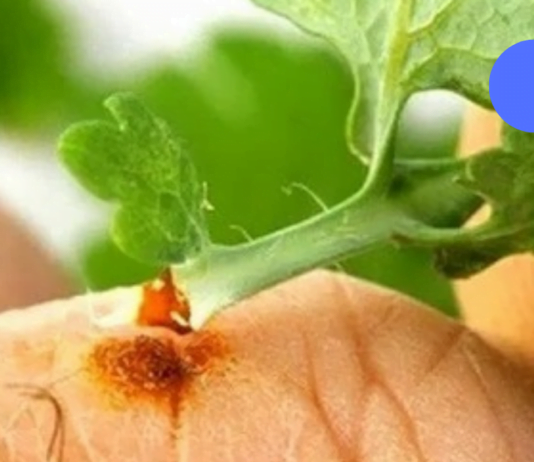 ქრისტესისხლა უფრო ეფექტურად მკურნალობს ვიდრე ძვირადღირებული ფარმაცევტული პროდუქტები!!