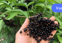 გამოიყენეთ ბებიას საშინაო საშალებები კბილის ტკივილის გასაყუჩებლად! ძალიან ეფექტურია!