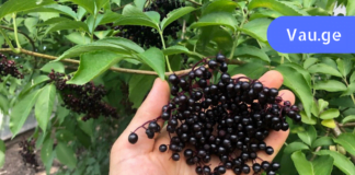 გამოიყენეთ ბებიას საშინაო საშალებები კბილის ტკივილის გასაყუჩებლად! ძალიან ეფექტურია!