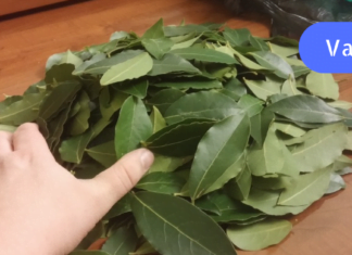 დაფნა ნამდვილად უნიკალური მცენარეა! დაემშვიდებთ მაღალ წნევას, ვარიკოზულ ვენებს და სახსრების ტკივილს!!!!