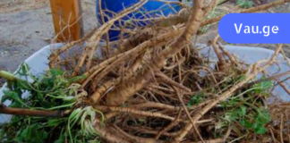 დაივიწყეთ აფთიაქის აბები! კუჭის წყლულის მკურნალობა არასდროს ყოფილა ასეთი მარტივი! ამის შესახებ დროა ყველამ გაიგოს!