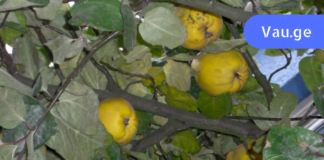 კომშის ფოთლების წყალობით მე ვმკურნალობ ბრონქიალურ ასთმას! ჩემმა ექიმმა გამიზიარა ეს რეცეპტი!