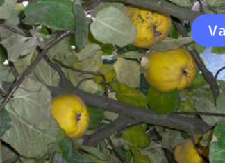 კომშის ფოთლების წყალობით მე ვმკურნალობ ბრონქიალურ ასთმას! ჩემმა ექიმმა გამიზიარა ეს რეცეპტი!