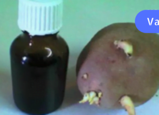 ერთ დღეს სამსახურში საუბარი დავიწყეთ სახსრების დაავადებებზე და ერთ-ერთმა კოლეგამ მიამბო, როგორ განიკურნა ამ მტაჯველი ტკივილისგან კარტოფილის თეთრი ყლორტებით!