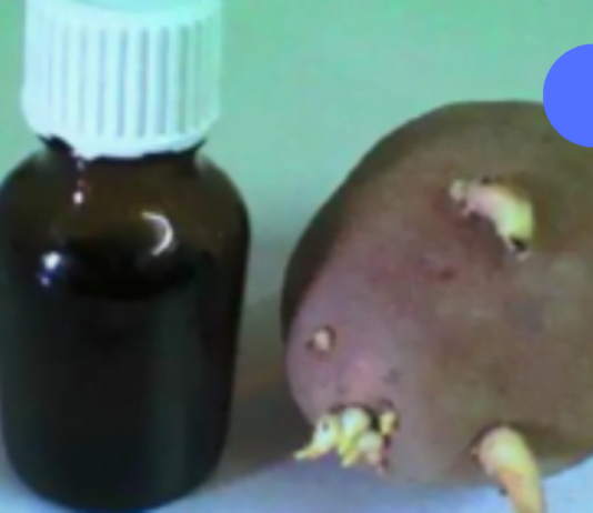ერთ დღეს სამსახურში საუბარი დავიწყეთ სახსრების დაავადებებზე და ერთ-ერთმა კოლეგამ მიამბო, როგორ განიკურნა ამ მტაჯველი ტკივილისგან კარტოფილის თეთრი ყლორტებით!