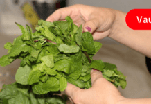 ერთი მუჭა პიტნით მარტივად გაისუფთავებთ ღვიძლს და კუჭს : ამის შემდეგ არასოდეს შეგაწუხებთ გასტრიტი!