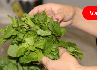 ერთი მუჭა პიტნით მარტივად გაისუფთავებთ ღვიძლს და კუჭს : ამის შემდეგ არასოდეს შეგაწუხებთ გასტრიტი!