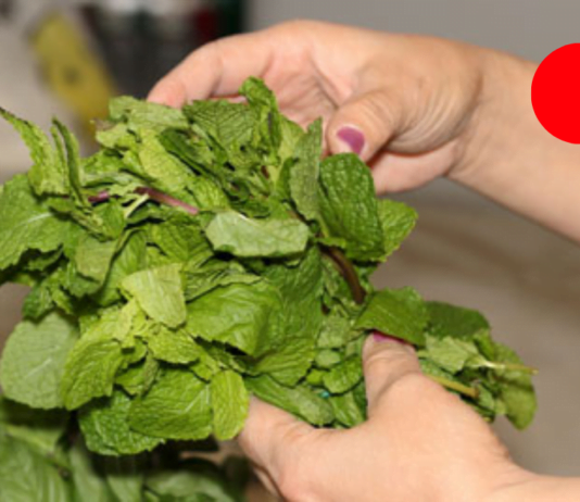 ერთი მუჭა პიტნით მარტივად გაისუფთავებთ ღვიძლს და კუჭს : ამის შემდეგ არასოდეს შეგაწუხებთ გასტრიტი!