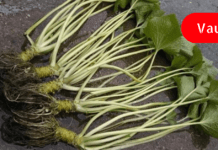 პირშუშხა-წლების განმავლობაში დადასტურებული წამალი: ეს რეცეპტები ჩაანაცვლებს სააფთიაქო მედიკამენტებს!