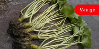 პირშუშხა-წლების განმავლობაში დადასტურებული წამალი: ეს რეცეპტები ჩაანაცვლებს სააფთიაქო მედიკამენტებს!