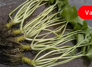 პირშუშხა-წლების განმავლობაში დადასტურებული წამალი: ეს რეცეპტები ჩაანაცვლებს სააფთიაქო მედიკამენტებს!