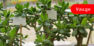 რისი განკურნება შეუძლია ბარაქის ხეს სწრაფად და ეფექტურად?!