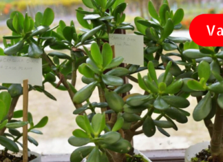 რისი განკურნება შეუძლია ბარაქის ხეს სწრაფად და ეფექტურად?!