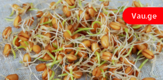 გაღივებულ ხორბალს შეუძლია განკურნოს მთელი ორგანიზმი! გაიგეთ მეტი…