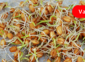 იცოდით, რომ გაღვივებულ ხორბალს შეუძლია გაწმინდოს ნაწლავებში წარმოქმნილი წებოვანა და დაიცვას საშინელი დაავადებისგან?!