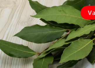 დაფნა ყოველთვის გიშველით : სამკურნალო რეცეპტები, რომელთა მომზადების შემდეგ მადლიერი იქნებით