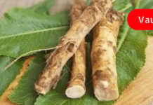 მთელს მსოფლიოს უყვარს ეს მცენარე! აღადგენს სახსრებისა და ძვლების ჯანმრთელობას!