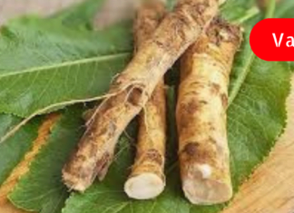 მთელს მსოფლიოს უყვარს ეს მცენარე! აღადგენს სახსრებისა და ძვლების ჯანმრთელობას!