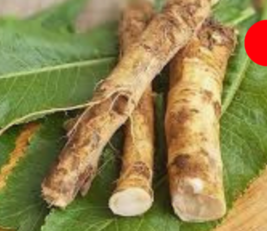 მთელს მსოფლიოს უყვარს ეს მცენარე! აღადგენს სახსრებისა და ძვლების ჯანმრთელობას!