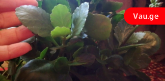 Კალანხოე: “ოჯახის ექიმი” და “სიცოცხლის ხე” – გაგიზიარებთ აქამდე უცნობ სამკურნალო რეცეპტებს