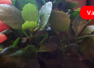 Კალანხოე: “ოჯახის ექიმი” და “სიცოცხლის ხე” – გაგიზიარებთ აქამდე უცნობ სამკურნალო რეცეპტებს