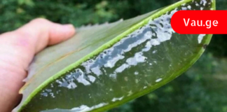 მას შემდეგ რაც ალოე ვერას სამკურნალო რეცეპტები აღმოვაჩინე, აფთიაქში აღარ შევდივარ