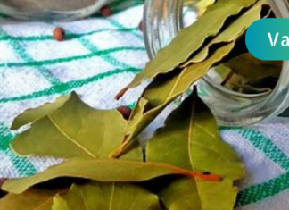 არავითარი ვარიკოზი, მეხსიერების ჩამორჩენა და თავის ტკივილი აღარ იარსებებს ამ ფოთლების წყალობით