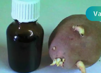 ერთ დღეს სამსახურში საუბარი დავიწყეთ სახსრების დაავადებებზე და ერთ-ერთმა კოლეგამ მიამბო, როგორ განიკურნა ამ მტაჯველი ტკივილისგან კარტოფილის თეთრი ყლორტებით!