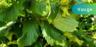 ვარიკოზული ვენების სამკურნალოდ გამოიყენეთ ეს მეთოდი! ძალიან ეფექტური მეთოდია!