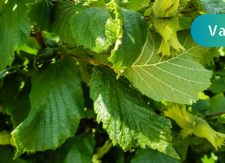 ვარიკოზული ვენების სამკურნალოდ გამოიყენეთ ეს მეთოდი! ძალიან ეფექტური მეთოდია!