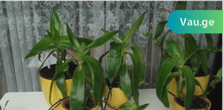 ოქროს ულვაში: ცნობილია, როგორც 100 დავაადების წამალი! იგი ნებისმიერ ტკივილგამაყუჩებელზე უკეთ მოქმედებს!